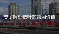 您了解枇杷叶的药用价值吗