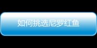 如何挑选尼罗红鱼