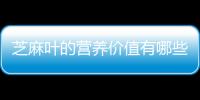 芝麻叶的营养价值有哪些
